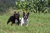 BOULEDOGUE FRANCAIS 234